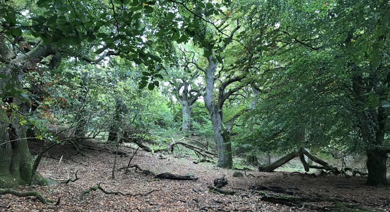 Ädellövskog.