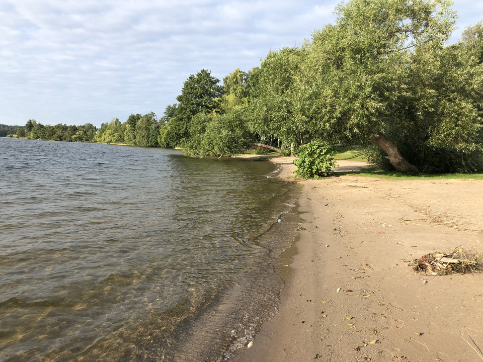 Pilträd vid stranden skapar skugga