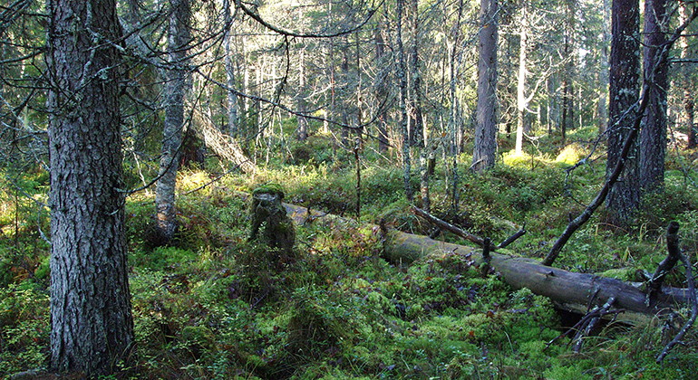Grankölen.