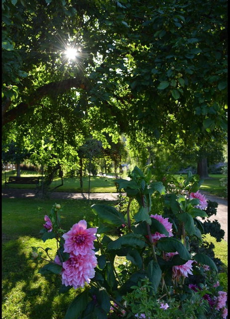 Blommor i Stadsparken