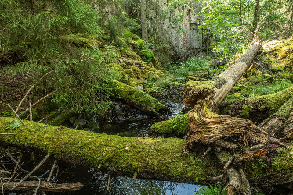 Ett vattendrag i mossig och djup skog
