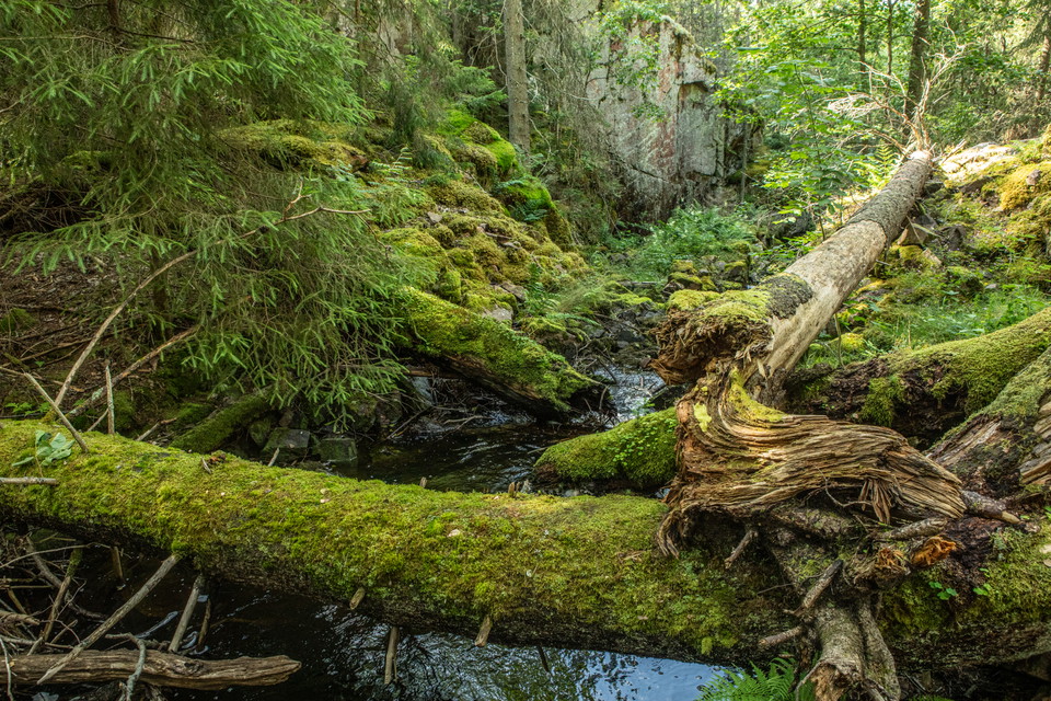 Ett vattendrag i mossig och djup skog