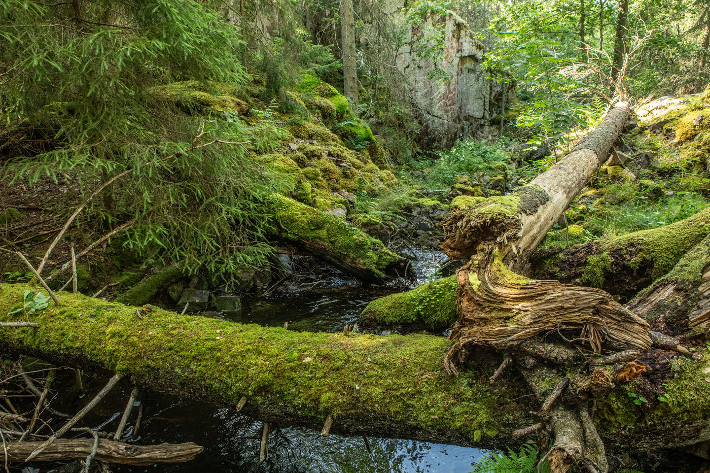Ett vattendrag i mossig och djup skog