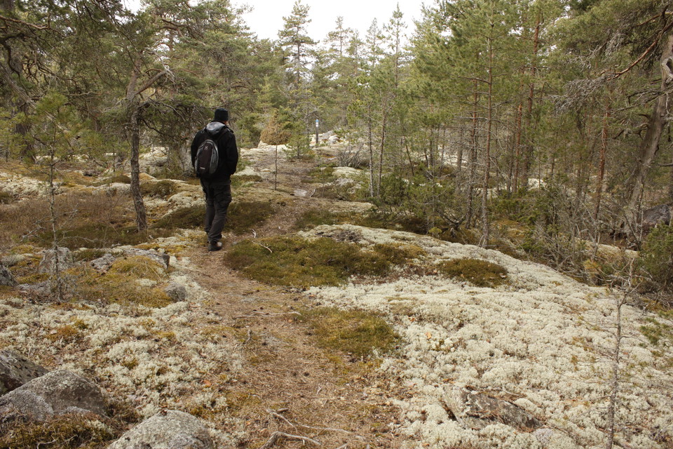 En person går på en smal naturstig över en stenhäll. Det växer många smala träd runtom.