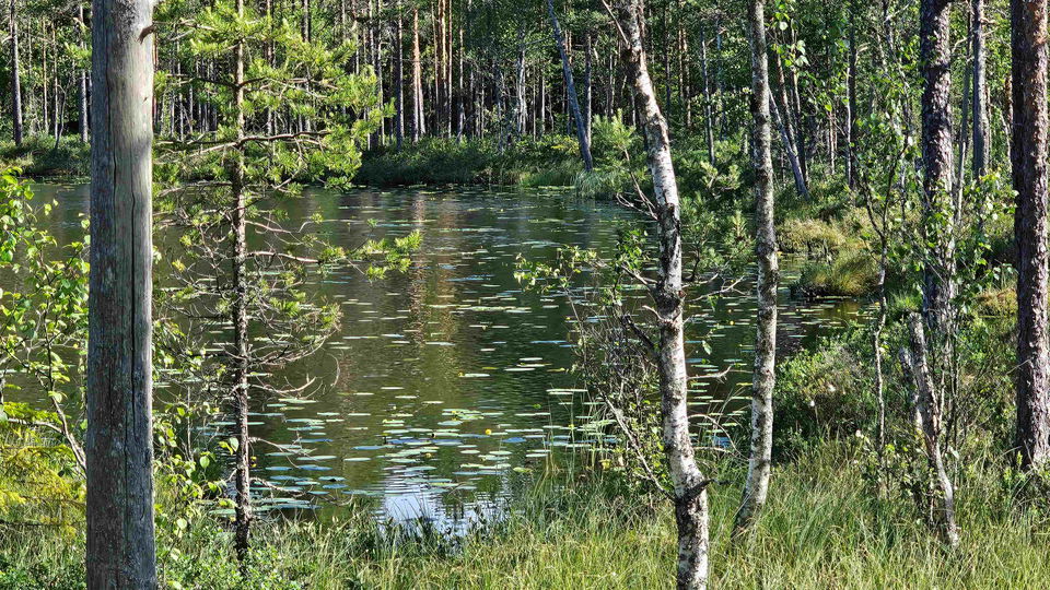 Oxtjärnet