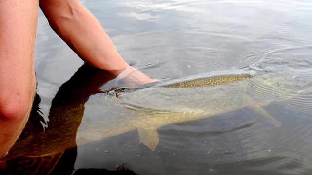 Sportfiskekortet, Långsjön Paradiset