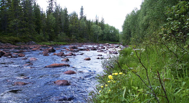 Höljans naturreservat, Naturreservat