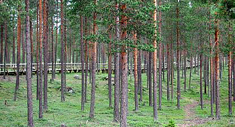 Spången genom skogen i Fattenborg.