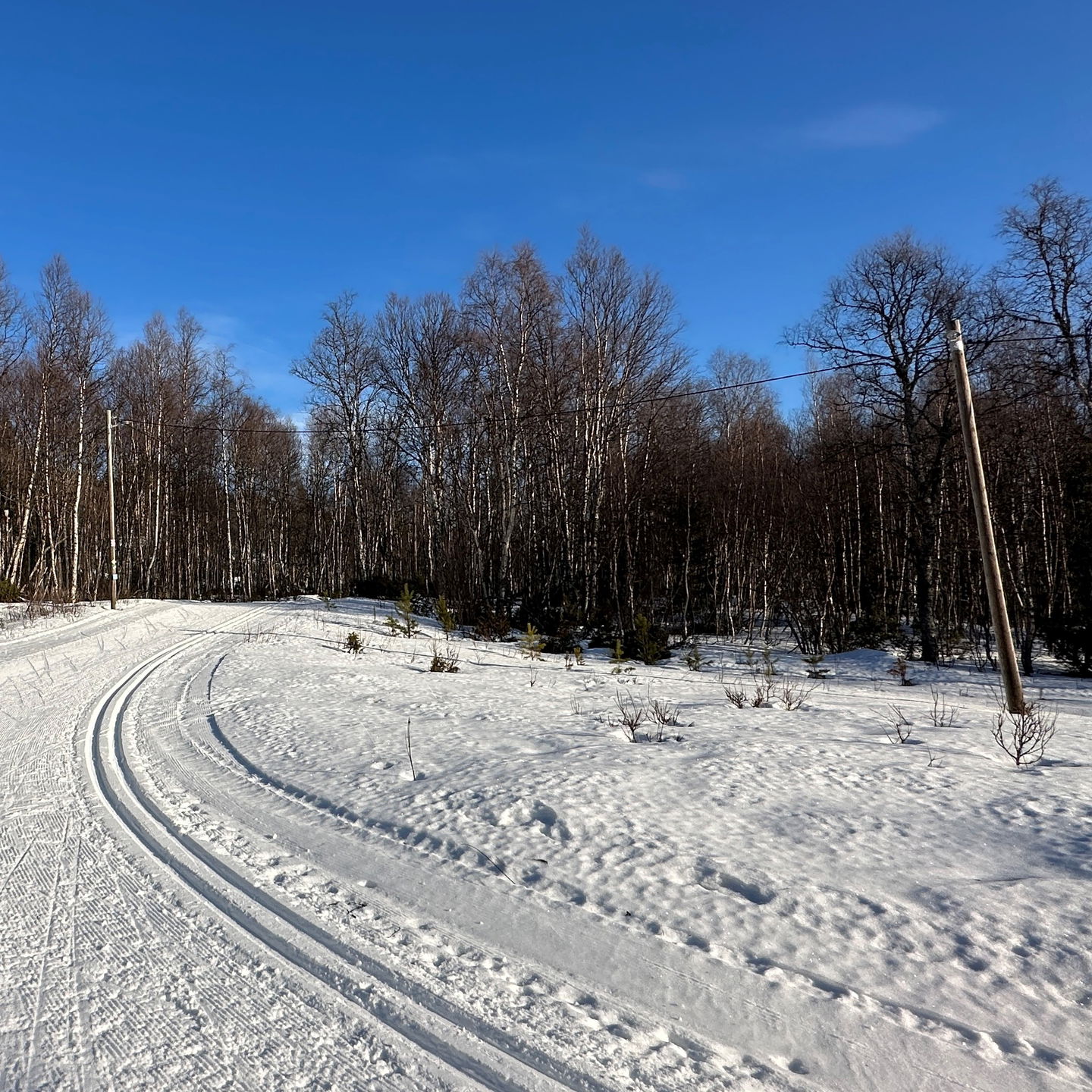 Ett skidspår som leder in i en skog.