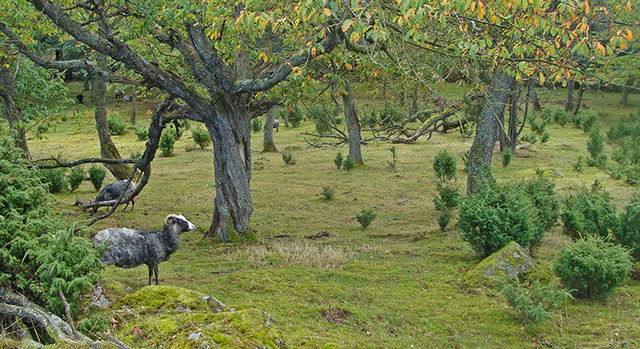 Humlamaden, Naturreservat