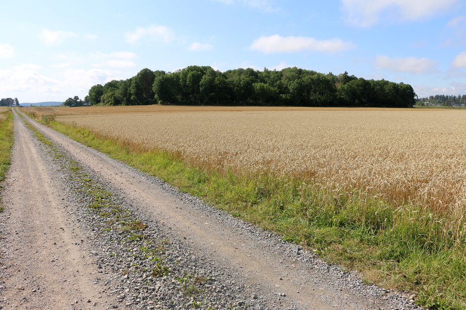 Lindöbergets åkerholme på avstånd som tornar upp ur en åker.