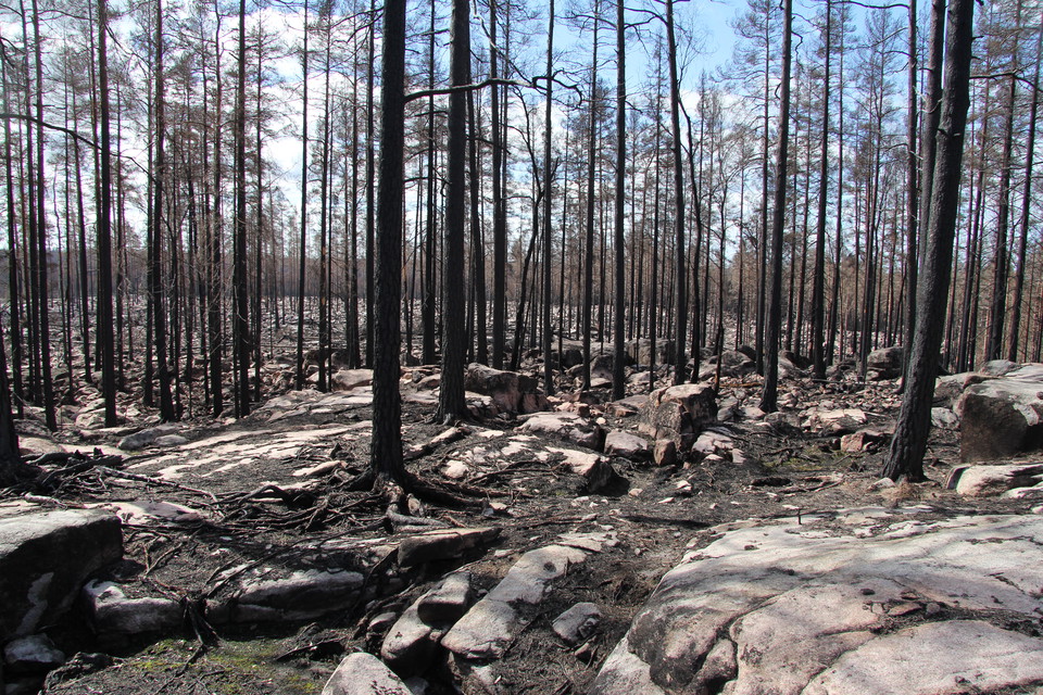 Brandhärjade tallar.