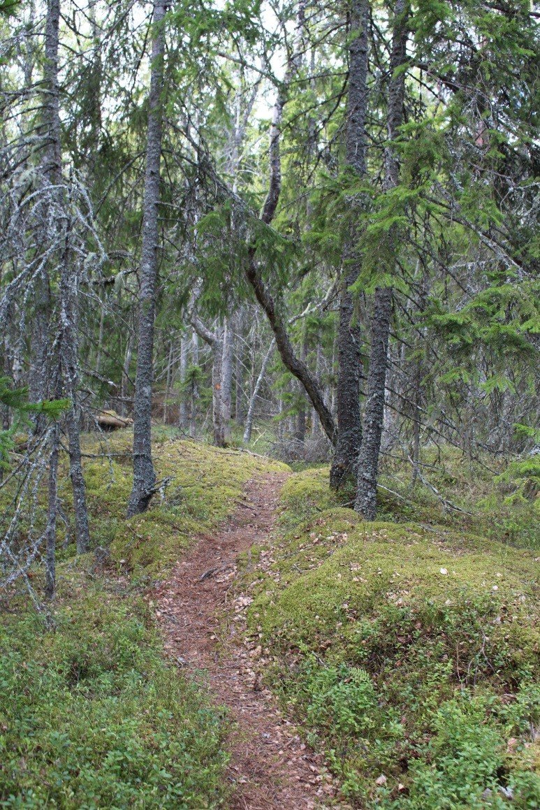 En smal stig går genom tät skog.