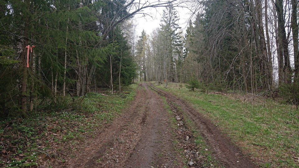 Skögsväg innan Högbyns högsta topp