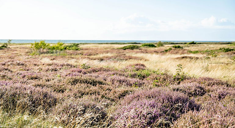 Ljug mot havet