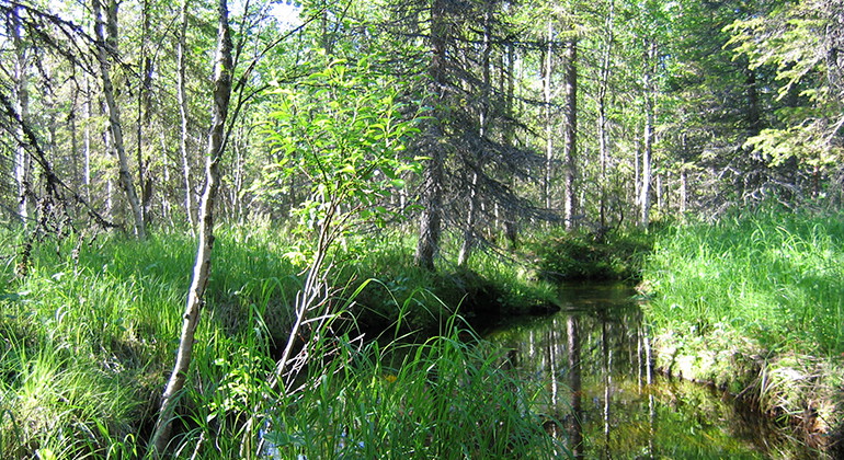 Suobbatåive-Jutsavare fjällurskogsreservat.