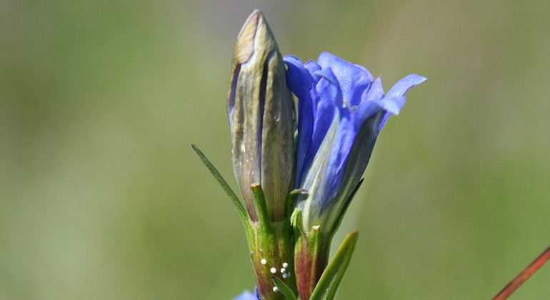 Klockgentiana med ägg.