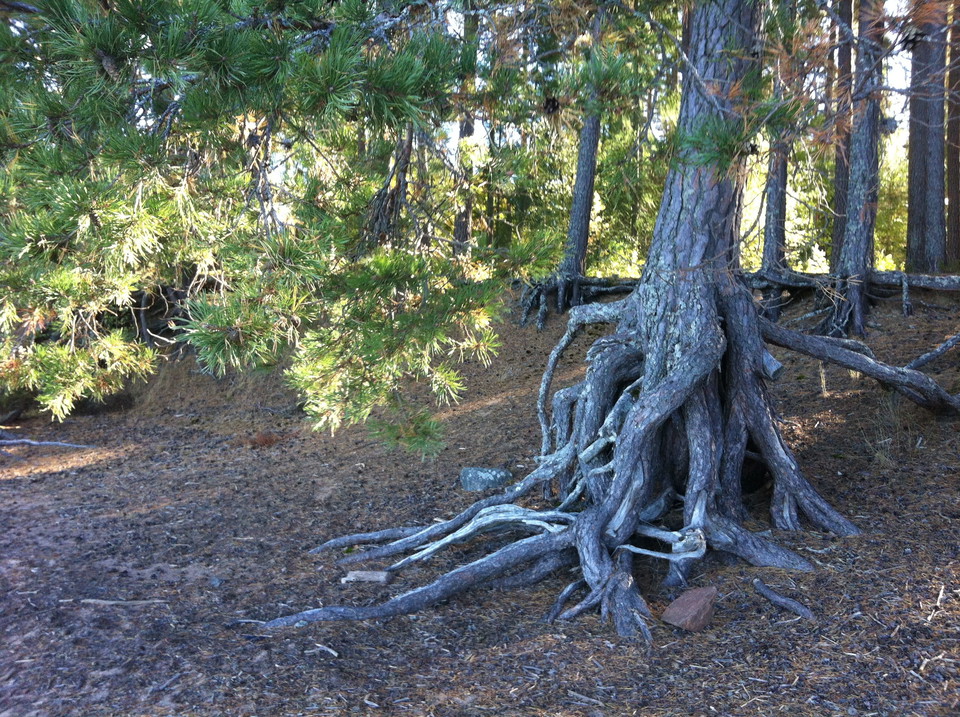 Tallar längs en sönderfallen sandkant.