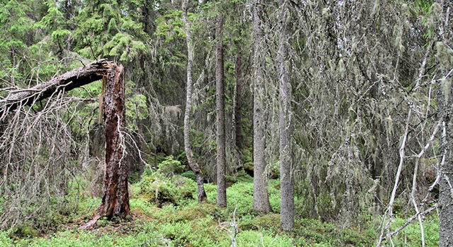 Kilaskogen, Naturreservat