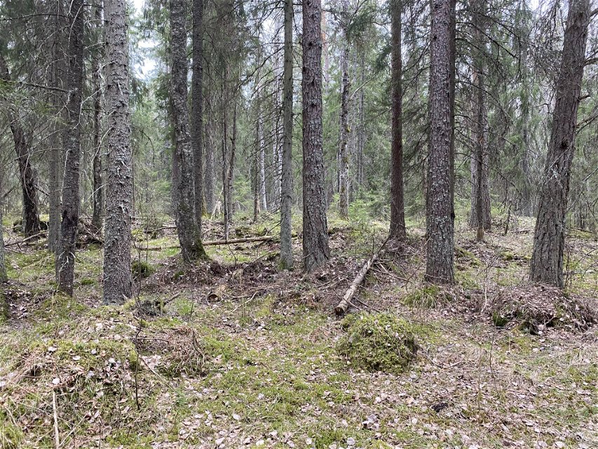En tät skog med många gamla granar. En del döda trädstammar ligger på den något steniga marken.