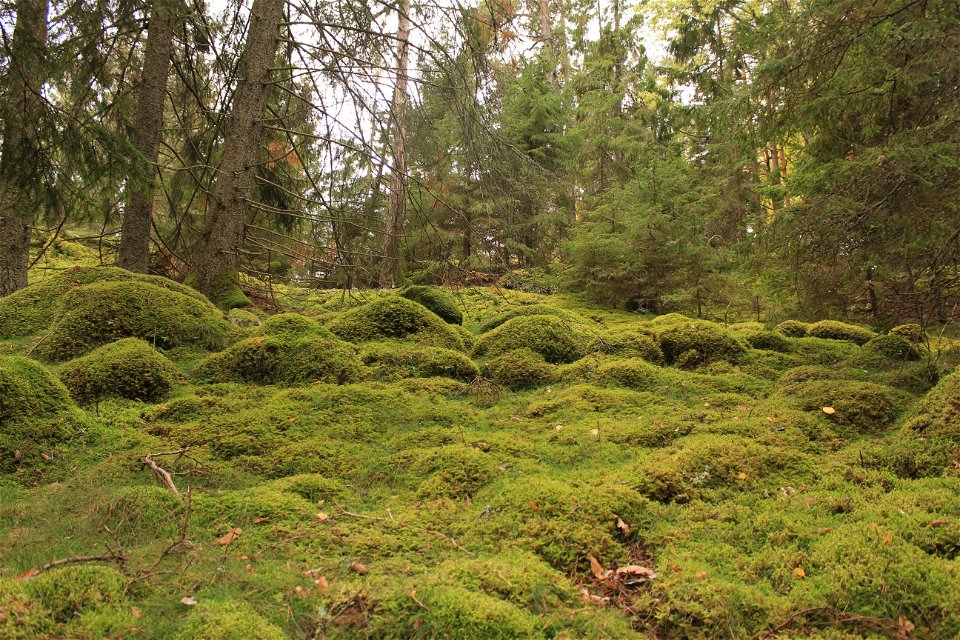 Mossbeklädda stenar och lågor i sagoskogen