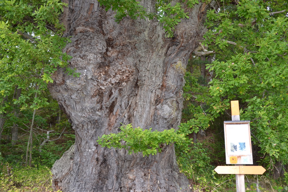Vid Farmors ek finns en informationsskylt.