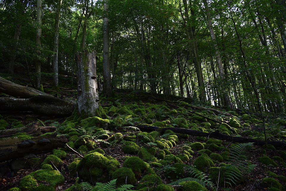 Vulkansafari längs med Rönne å och runt Ringsjön
