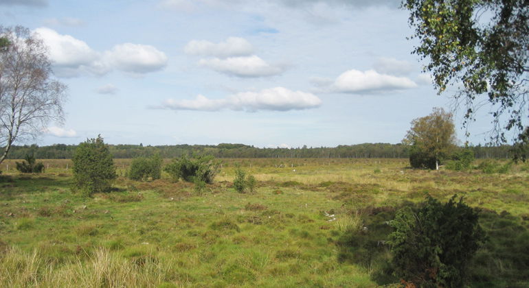 Gammal fäladsmark.