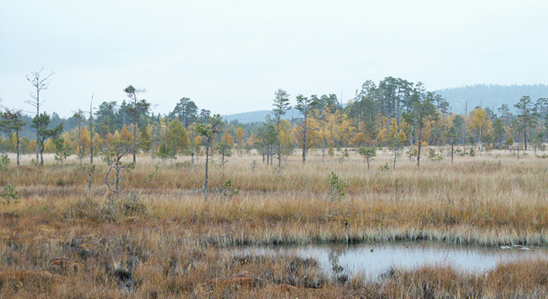 Normyrarna, Naturreservat