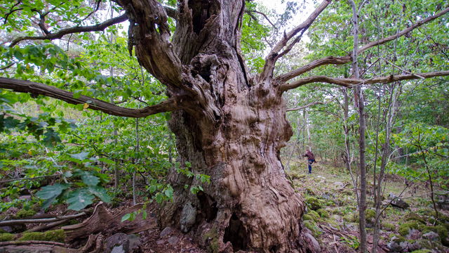 Jätte-ek Bålabacken Stärnö-Boöns naturreservat