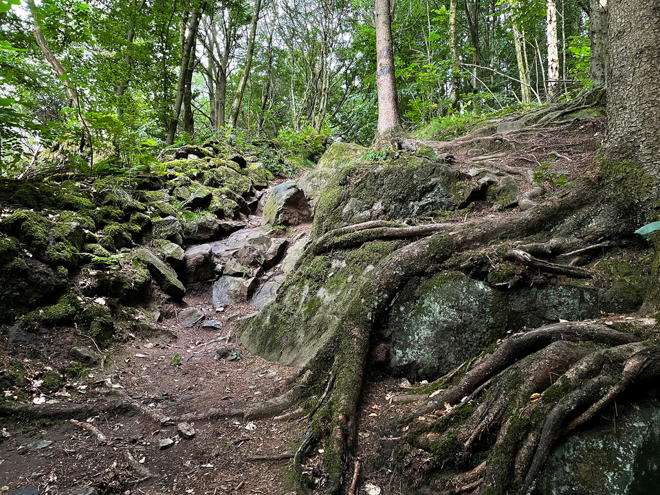 brant och stenig terräng i skog