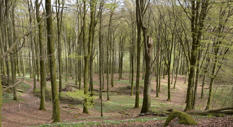 träd som står tätt