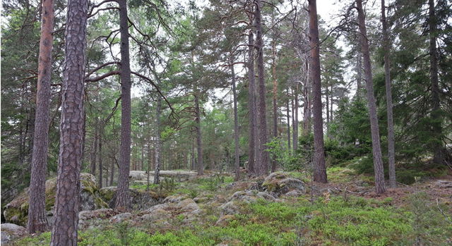 Gallsjömossen, Naturreservat