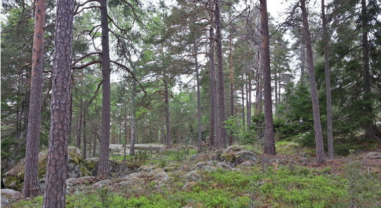 Foto: Per Folkesson