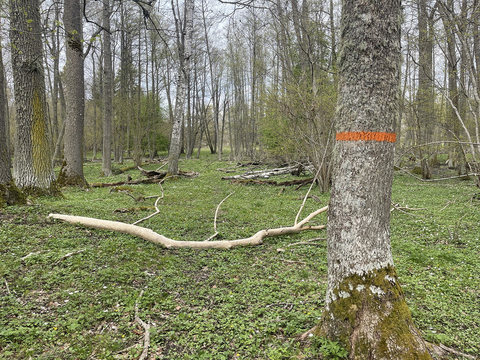 Orange ledmarkering på en trädstam.