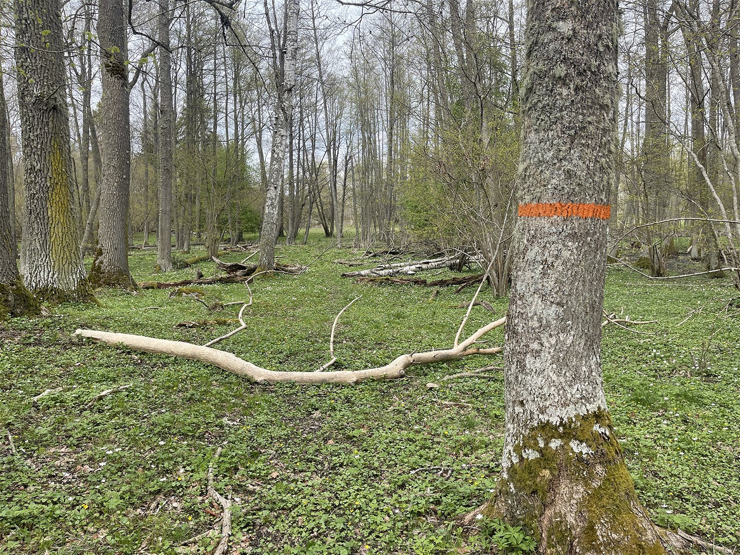 Orange ledmarkering på en trädstam.