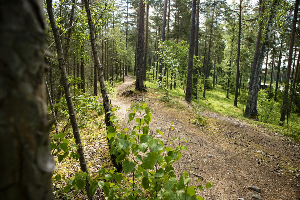 Stig, kottar och rötter, skog och träd.
