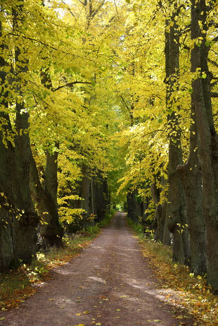 Allé Björnö höst