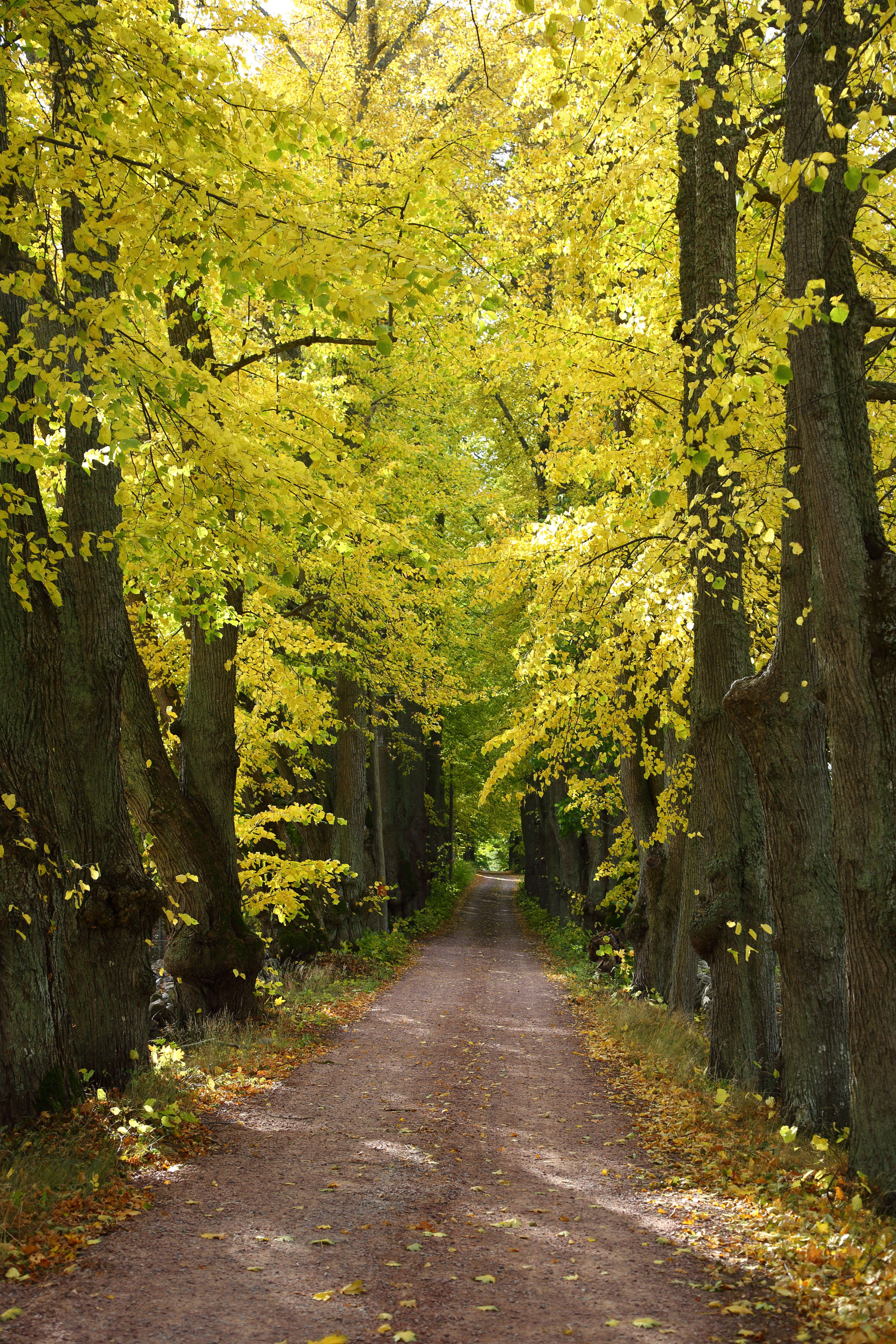 Allé Björnö höst