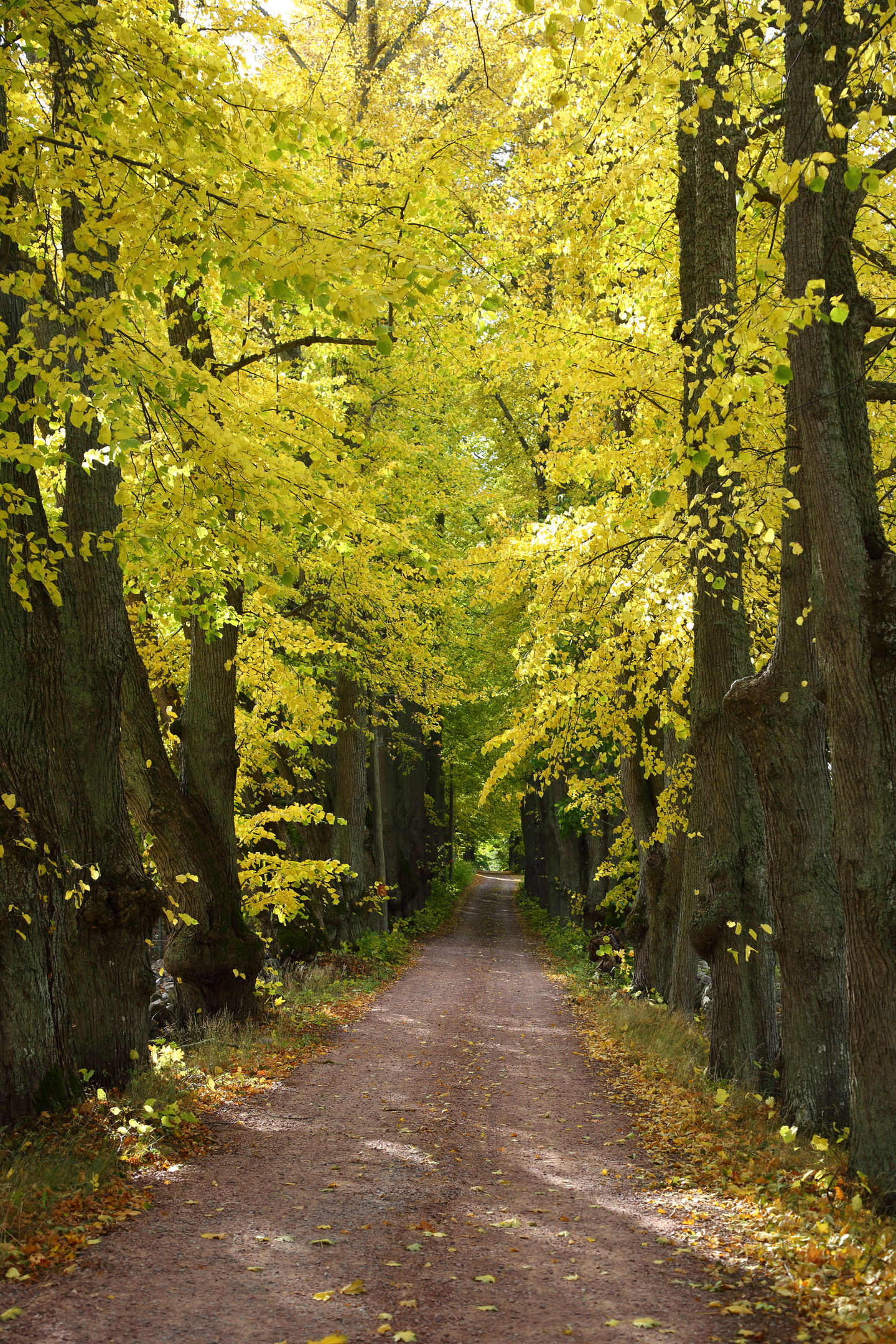 Allé Björnö höst
