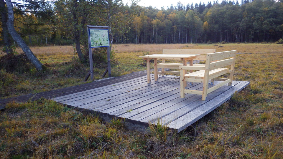 Hilkka M Kangas