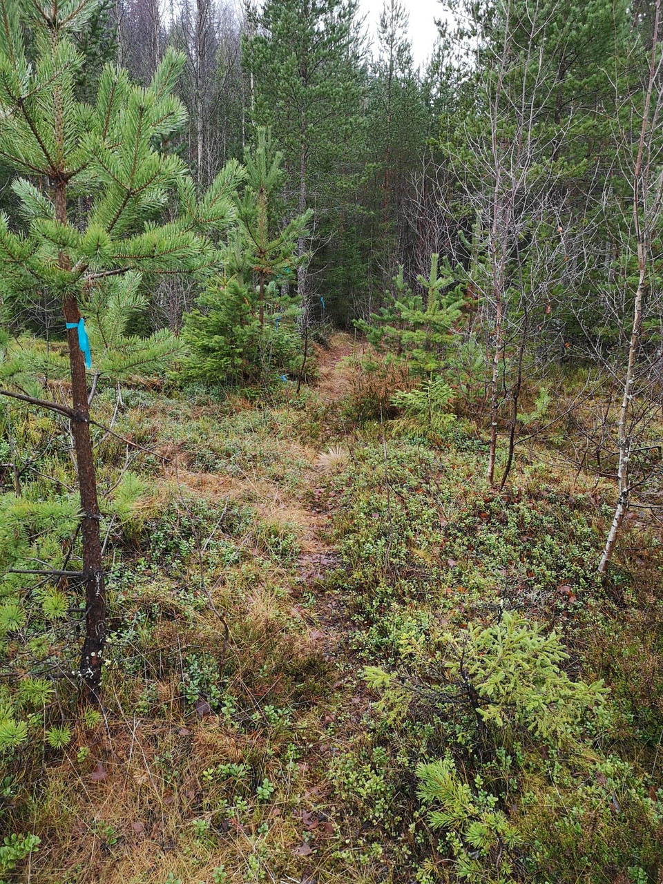 Ibland finns enbart blå snitsel.