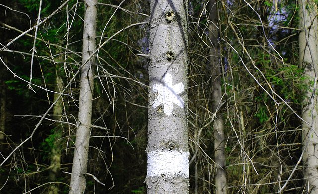 Fällning av riskträd i Tomtaklintskogen