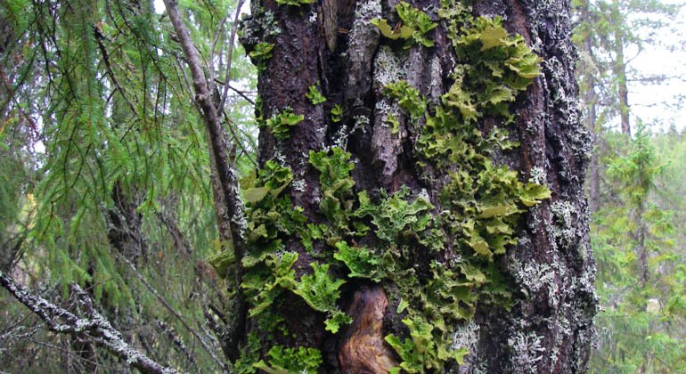 Lunglav växer på gamla lövträd i fuktig miljö.