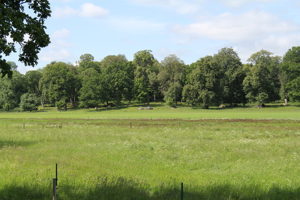 Äng i förgrunden och träd i bakgrunden.