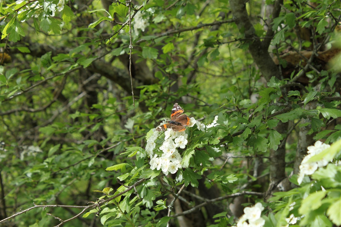 Närbild på en fjäril som sitter på en blommande buske.