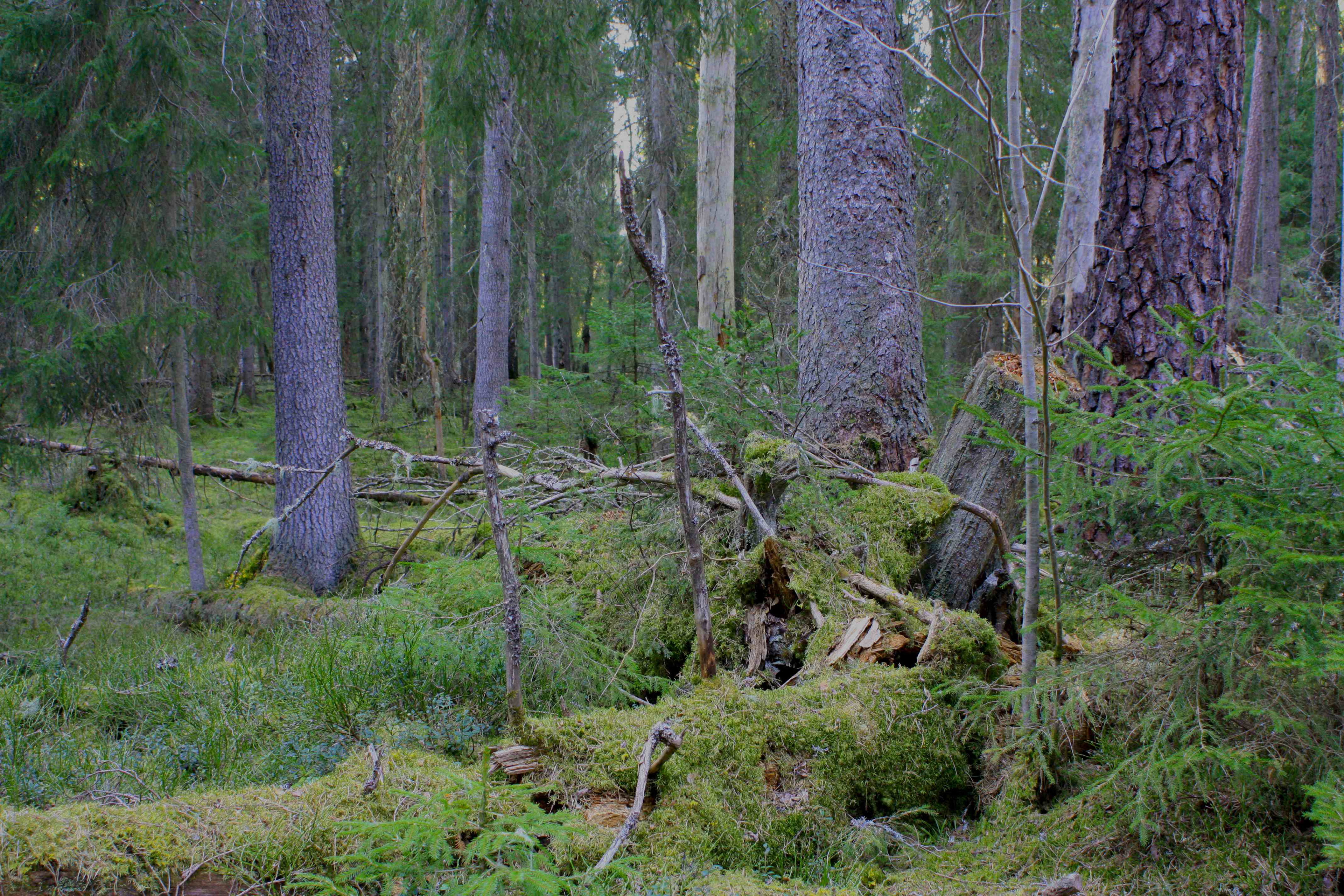 Wanderweg, Ryfors Urwald