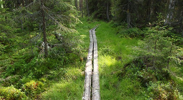 Trail to cabin, Lamburträsket