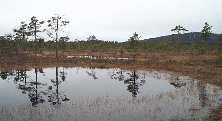 Hammarmossen.