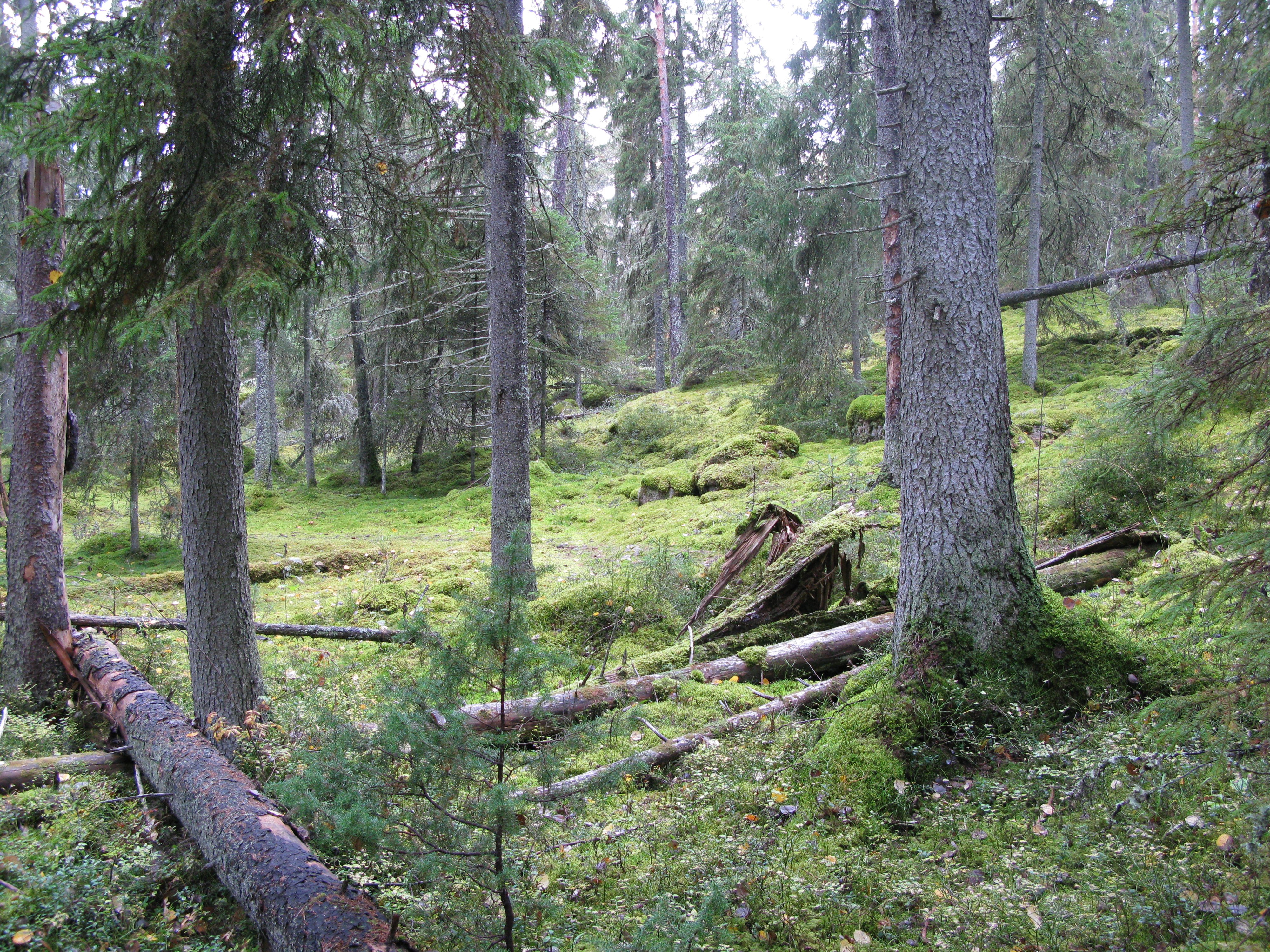 Urskog med mossrik, något stenig och kuperad mark. På marken ligger flera omkullfallna träd.